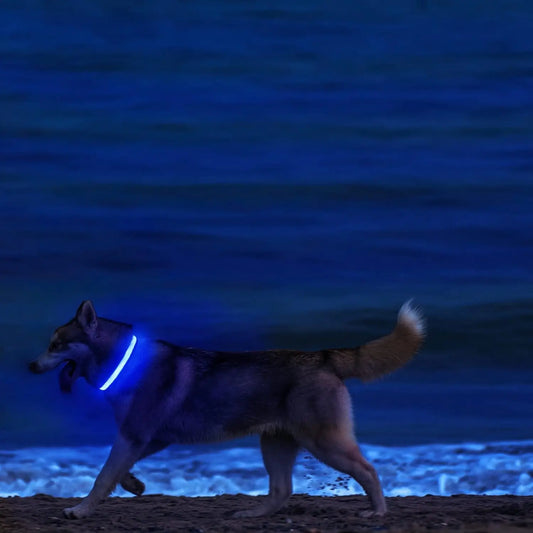 PetSphere LED Dog Collar – Light-Up Safety Collar for Night Walks with 3 Flash Modes (Battery Powered, XS–XL)